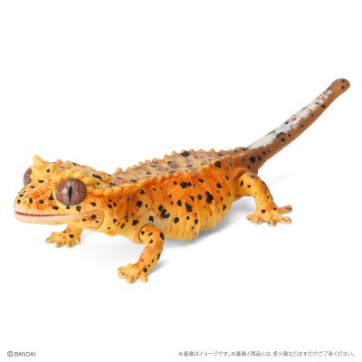 爬行生物大图鉴 美洲鬣蜥 与 睫角壁虎