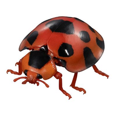 进化生物大图鉴 瓢虫 2