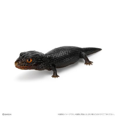 爬行生物大图鉴 蓝舌蜥 与 肥尾壁虎