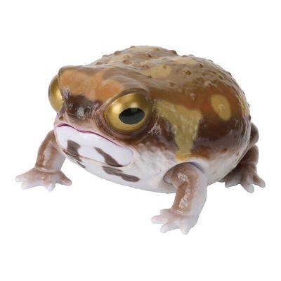 爬行类生物图鉴 角蛙 与 雨蛙