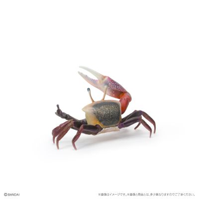 生物大图鉴 迷你系列 甲壳类