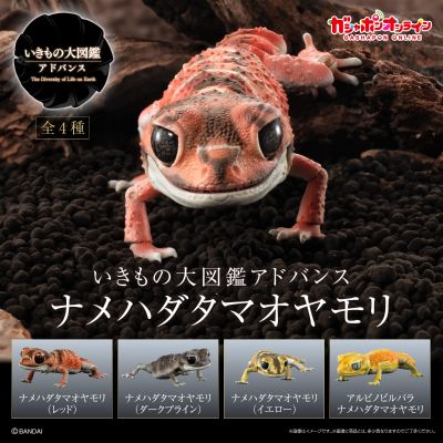 进化生物大图鉴 细皮瘤尾壁虎