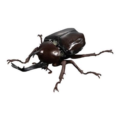 生物大图鉴 甲虫 4