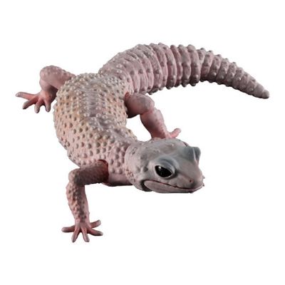 进化生物大图鉴 豹纹壁虎