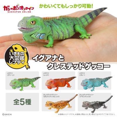 爬行生物大图鉴 美洲鬣蜥 与 睫角壁虎