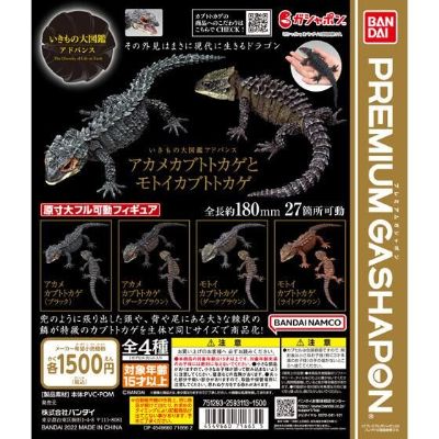 进化生物大图鉴 红眼鹰蜥 与 黑眼鹰蜥