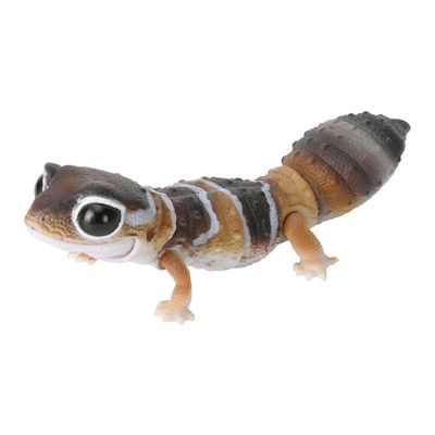 爬行生物大图鉴 肥尾壁虎