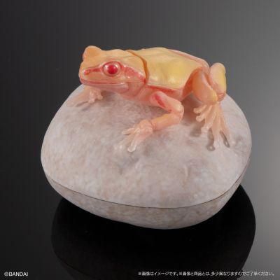 进化生物大图鉴 雨蛙 2