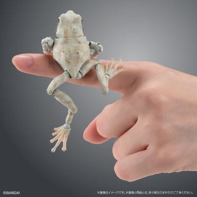 进化生物大图鉴 雨蛙 2