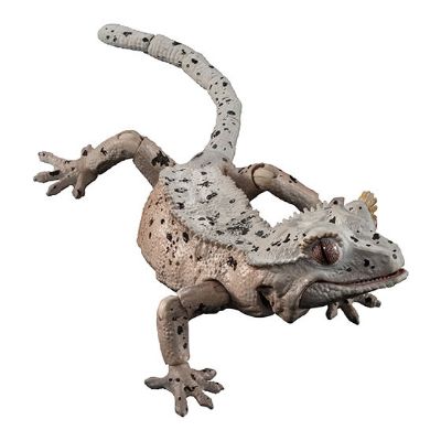 进化生物大图鉴 睫角壁虎