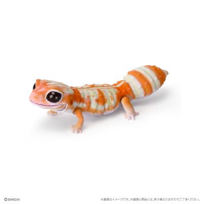 爬行生物大图鉴 蓝舌蜥 与 肥尾壁虎