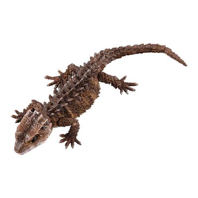 进化生物大图鉴 红眼鹰蜥 与 黑眼鹰蜥