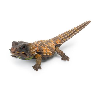 爬行类生物大图鉴 犰狳蜥 与 鬃狮蜥