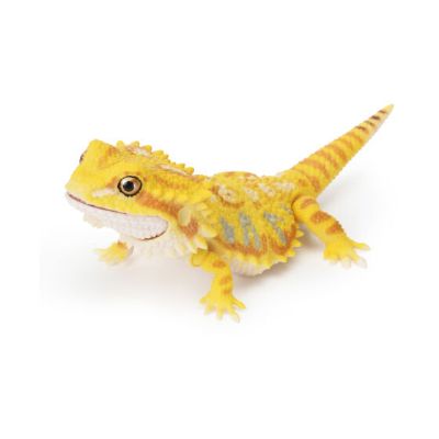 爬行类生物大图鉴 犰狳蜥 与 鬃狮蜥