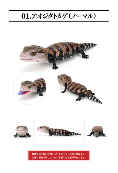 爬行生物大图鉴 蓝舌蜥 与 肥尾壁虎