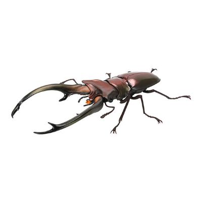 生物大图鉴 锹甲 7