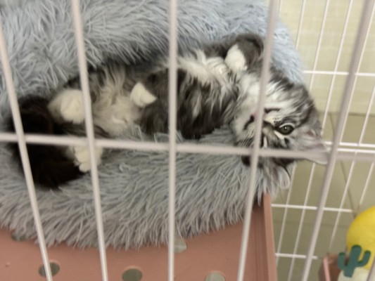 龙珠ARISE 尼鲁+穆利长老