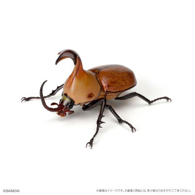 生物大图鉴 甲虫 6