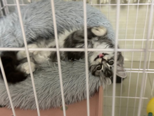 龙珠ARISE 尼鲁+穆利长老