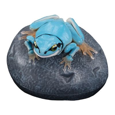 进化生物大图鉴 东北雨蛙