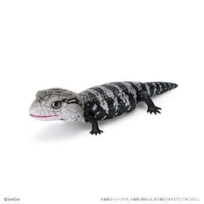 爬行生物大图鉴 蓝舌蜥 与 肥尾壁虎