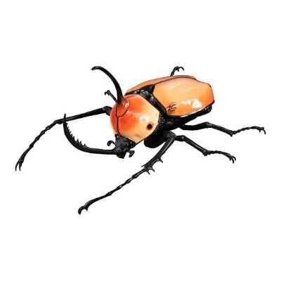 生物大图鉴 甲虫 4