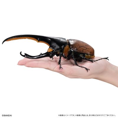 高级生物大图鉴 长戟大兜虫（利奇氏亚种）