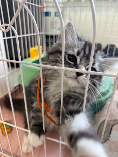 龙珠ARISE 尼鲁+穆利长老