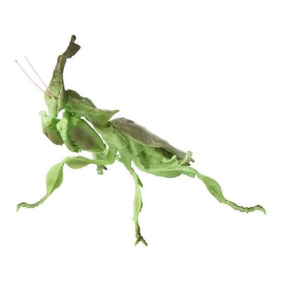 生物大图鉴 迷你系列 昆虫02