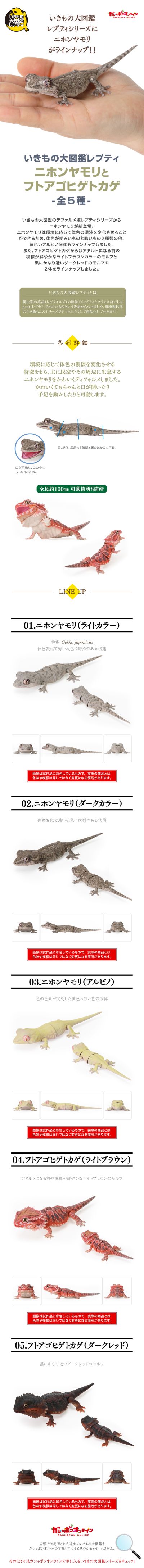 爬行类生物大图鉴 多疣壁虎 与 鬃狮蜥