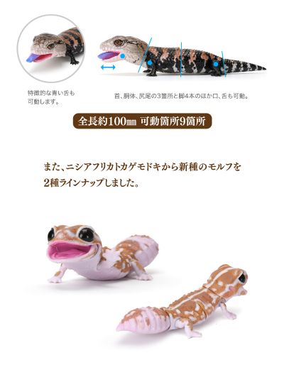 爬行生物大图鉴 蓝舌蜥 与 肥尾壁虎