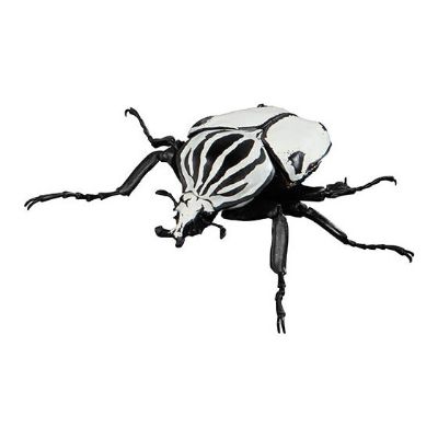 生物大图鉴 甲虫 4