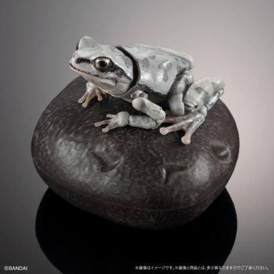 进化生物大图鉴 雨蛙 2