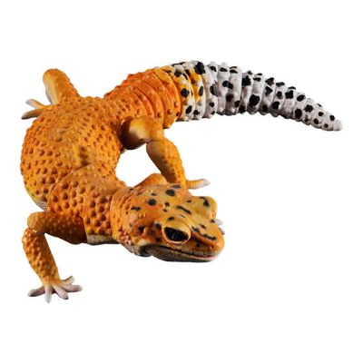 进化生物大图鉴 豹纹壁虎