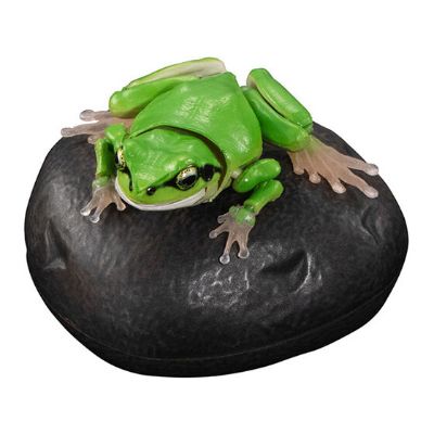 进化生物大图鉴 东北雨蛙