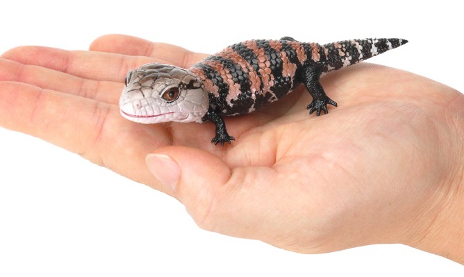 爬行生物大图鉴 蓝舌蜥 与 肥尾壁虎