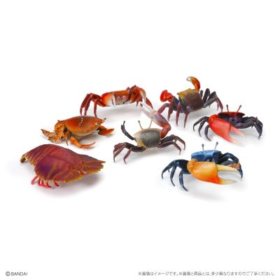 生物大图鉴 迷你系列 甲壳类