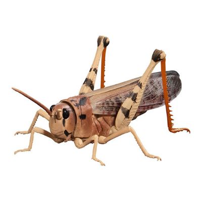 进化生物大图鉴 亚洲飞蝗