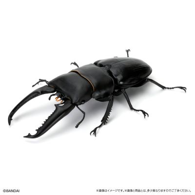 生物大图鉴 锹甲 8