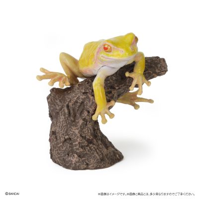 生物大图鉴 卷手指系列 东北雨蛙 与 牛奶树蛙