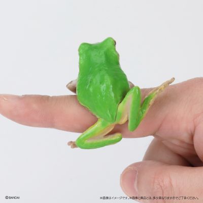 生物大图鉴 卷手指系列 东北雨蛙 与 牛奶树蛙