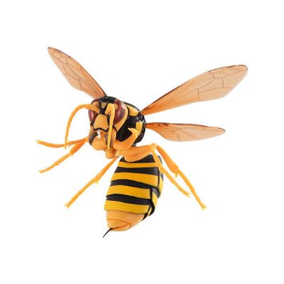 生物大图鉴 胡蜂亚种