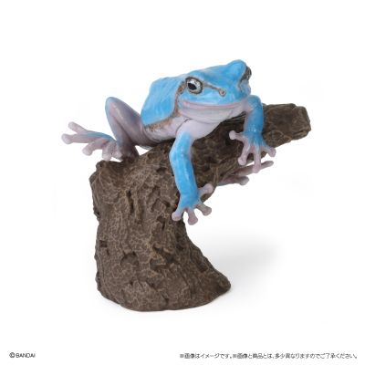 生物大图鉴 卷手指系列 东北雨蛙 与 牛奶树蛙