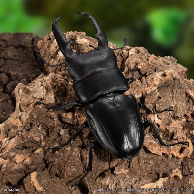 生物大图鉴 锹甲 8