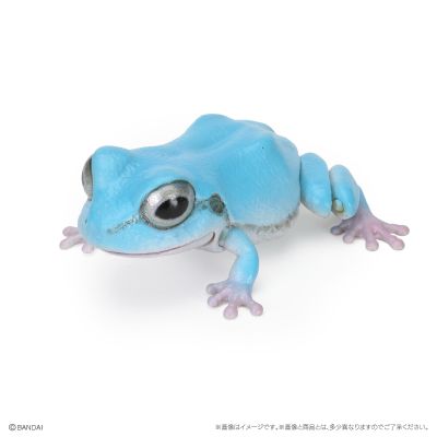 爬行生物大图鉴 东北雨蛙