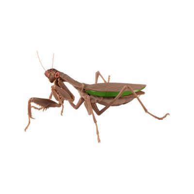 生物大图鉴 螳螂