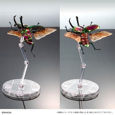 高级生物大图鉴 白金蜣螂 与 彩虹锹甲 展示架套装