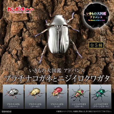 高级生物大图鉴 白金蜣螂 与 彩虹锹甲 展示架套装