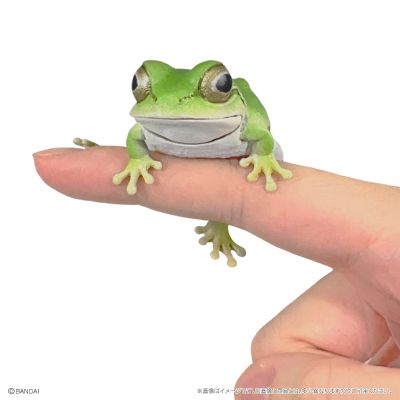 爬行生物大图鉴 东北雨蛙