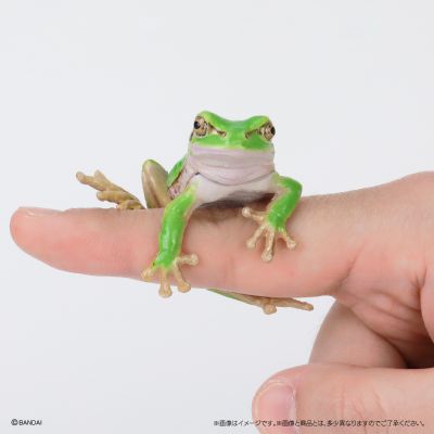 生物大图鉴 卷手指系列 东北雨蛙 与 牛奶树蛙